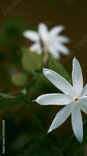 Fresh White Jasmine Flowers Blooming in Slow Motion