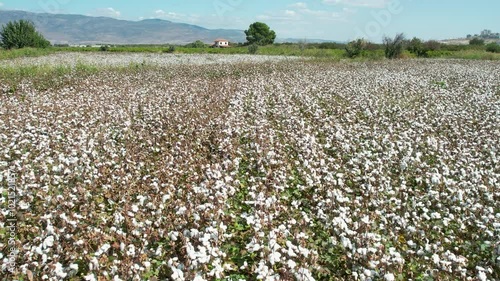 Aerial Drone Shot of Cotton Field in Harvest Season

