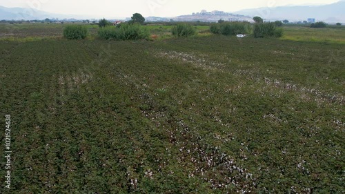 Aerial Drone Shot of Cotton Field in Harvest Season
