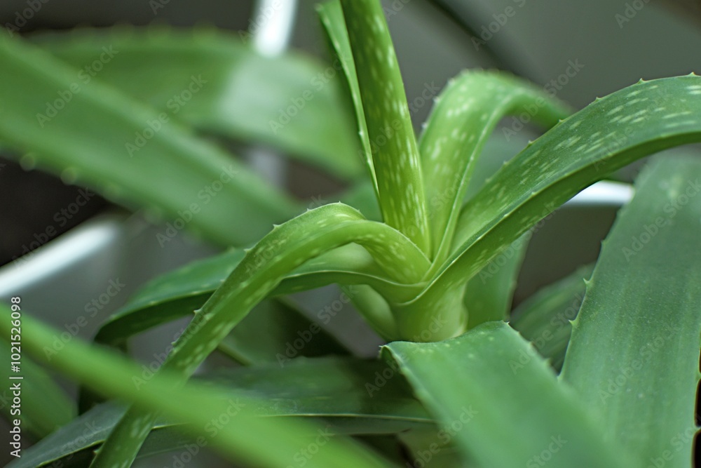 Fototapeta premium aloe vera leaves in white pot indoors