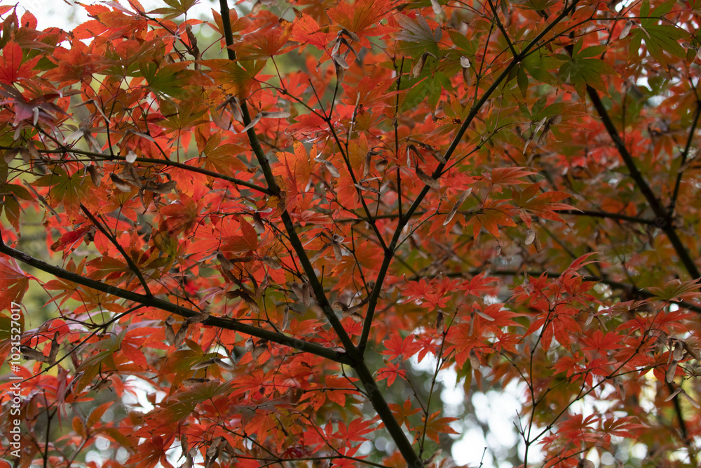 Red Japanese Maple Leaves all over the Park in Autumn Red Japanese Maple Leaves all over the Park in Autumn