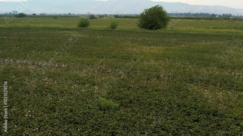 Aerial Drone Shot of Cotton Field in Harvest Season
