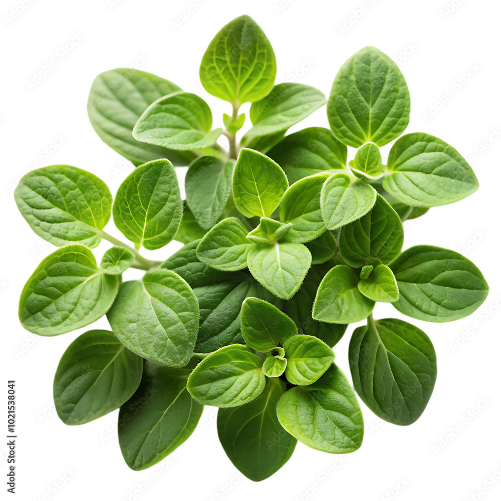 plant isolated on white plant isolated on white