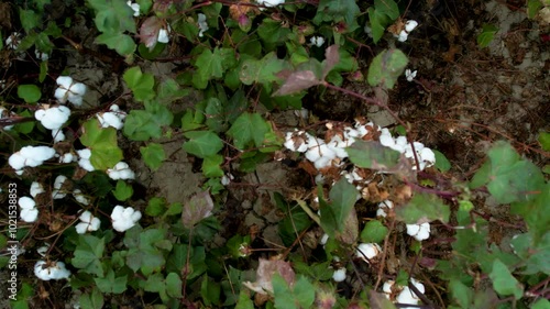Aerial Drone Shot of Cotton Field in Harvest Season
