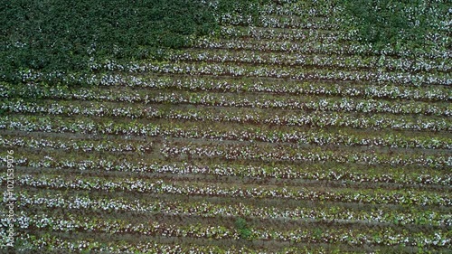 Aerial Drone Shot of Cotton Field in Harvest Season
