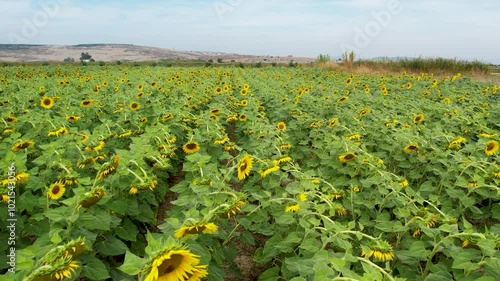 Drone Flying Over a Sunflower Field in Full Bloom