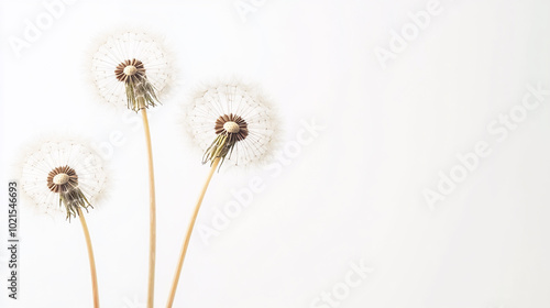 Wallpaper Mural Delicate dandelions against a clean white background in natural light ambiance Torontodigital.ca