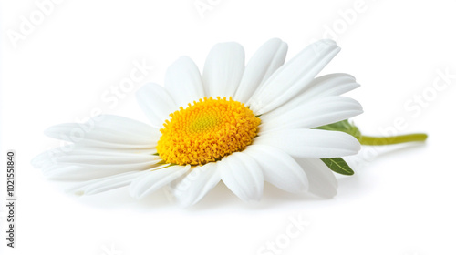 A close-up of a delicate white daisy flower resting on a smooth surface in bright lighting