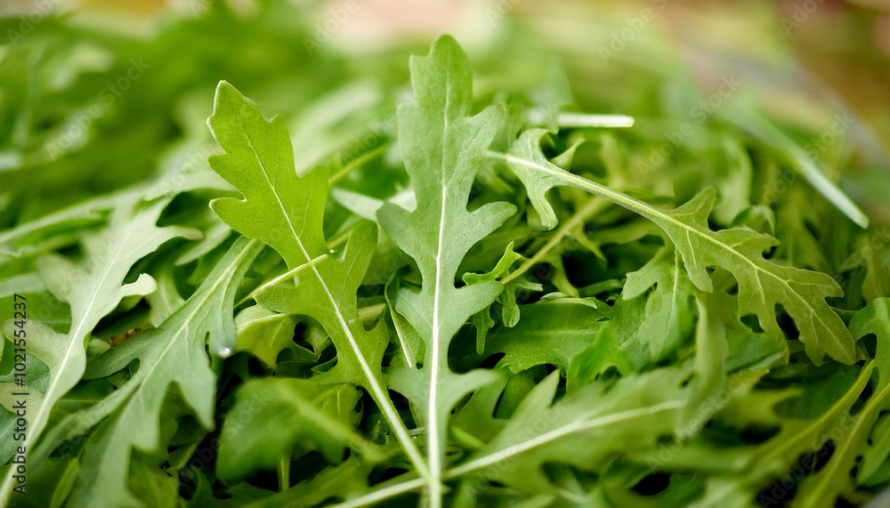 Fresh arugula leaves, tasty and healthy. Fresh arugula leaves, tasty and healthy.