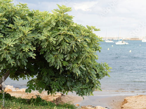 Leafy fig tree on the beach
