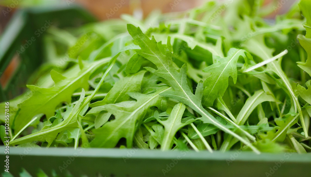 Fresh arugula leaves, tasty and healthy. Fresh arugula leaves, tasty and healthy.