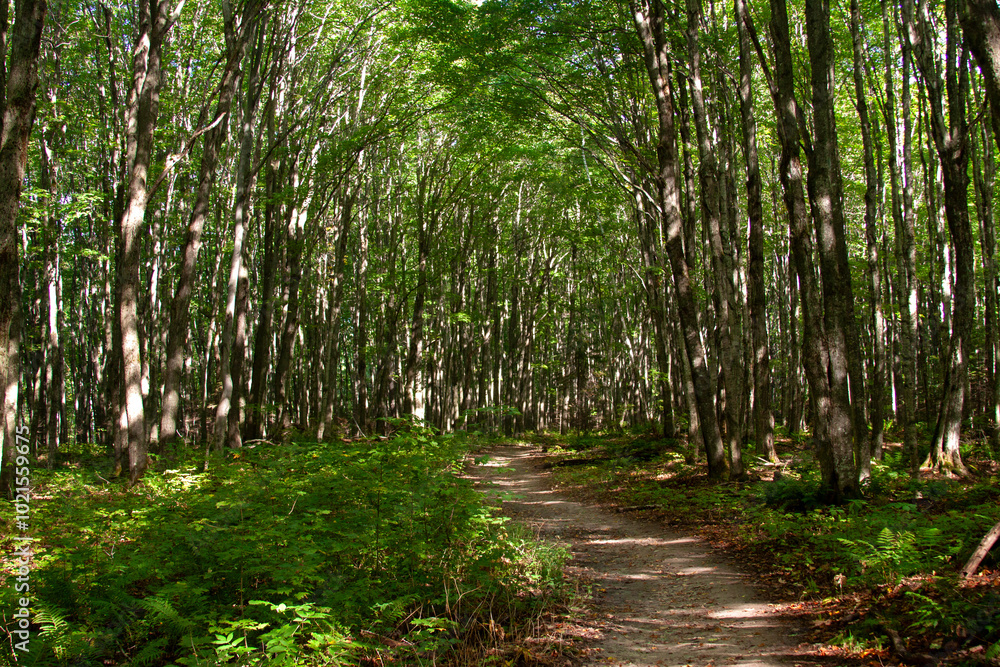 Obraz premium Tunnel of Trees in Michigan