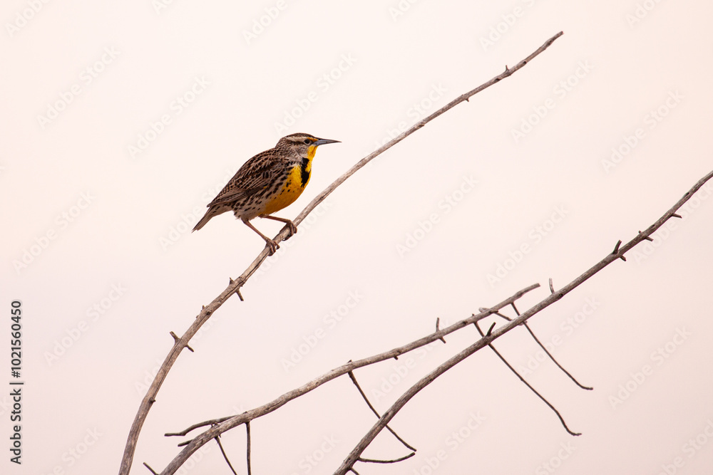 Western Meadowlark in Colorado Western Meadowlark in Colorado