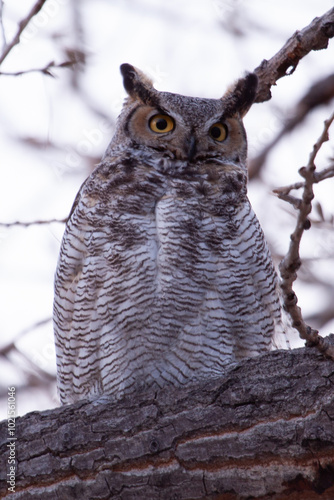 Great Horned Owl 4 photo