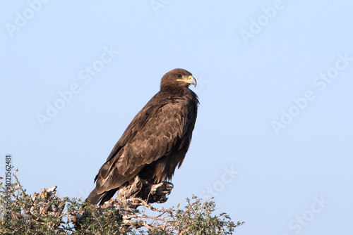 Quadro em tela greater spotted eagle or Clanga clanga at Jorbeer carcass dump, Rajasthan, India