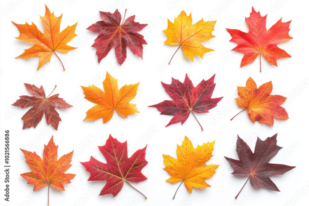 yellow orange red maroon autumn leaves on white background yellow orange red maroon autumn leaves on white background