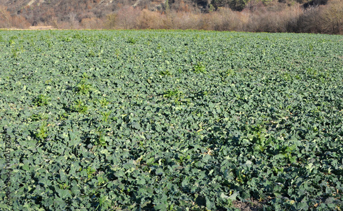 In the autumn field grows winter rapeщ photo