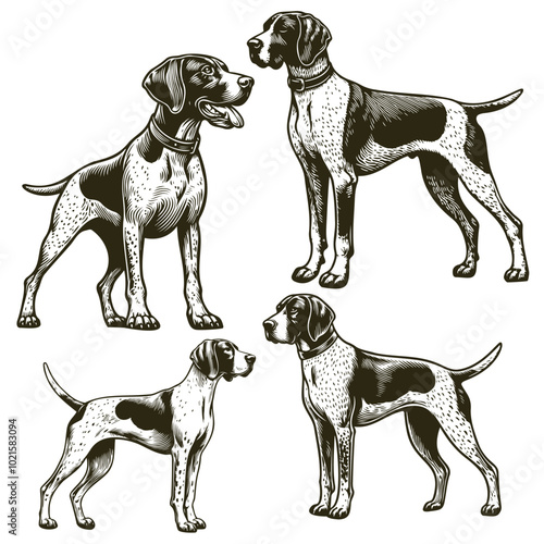 German Shorthaired Pointer dog sitting and standing poses silhouettes and outlines on white background, Cute pet dog, puppy