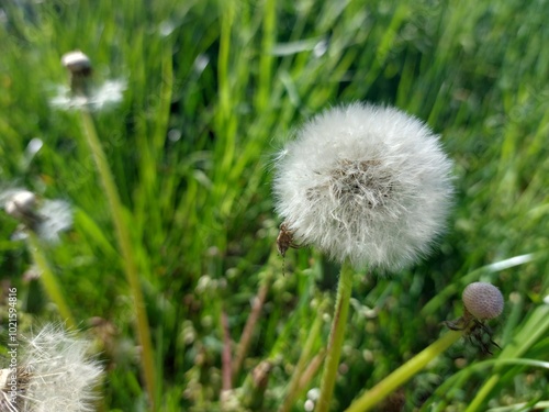 white dandelion