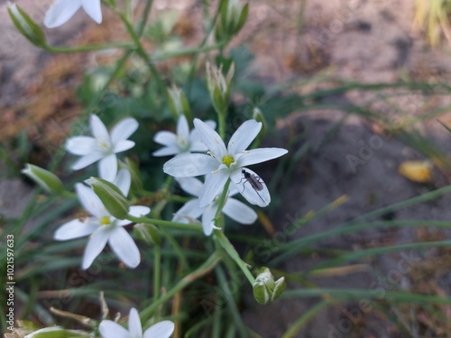 White flowers with a bug