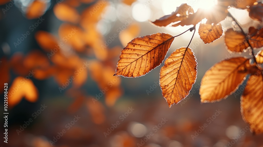 Golden autumn leaves dangle from a branch as sunlight filters through, creating a warm glow and highlighting the seasonal change and natural beauty of fall. Golden autumn leaves dangle from a branch as sunlight filters through, creating a warm glow and highlighting the seasonal change and natural beauty of fall.