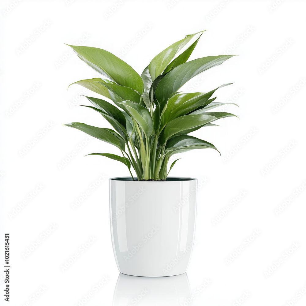 Large Flower Pot Isolated Large Flower Pot Isolated
