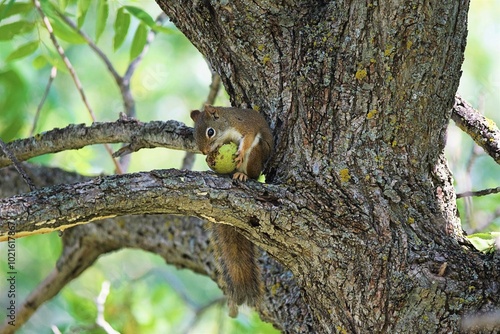 Red Squirrel Eating Walnut