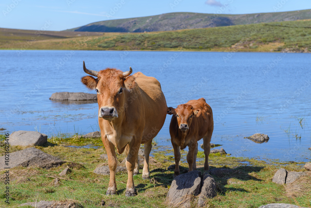 cow with calf near lake in green mountains under blue sky, beautiful nature landscape cow with calf near lake in green mountains under blue sky, beautiful nature landscape