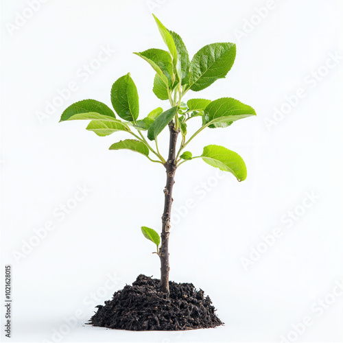 Young Apple Tree Isolated