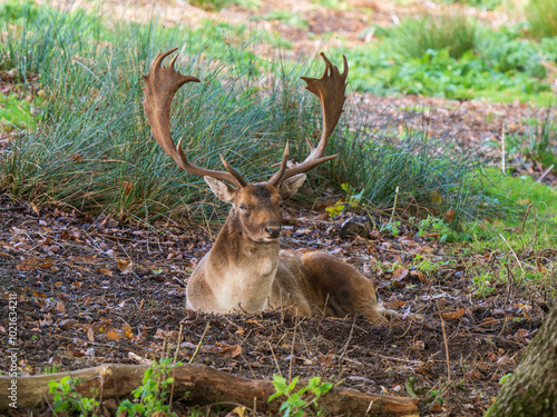 Obraz na płótnie Fallow Deer Buck Sitting Down Portrait w salonie