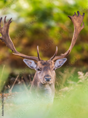 Fallow Deer Buck Sitting Down Portrait