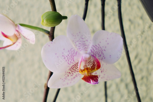 Moth Orchid with Delicate Pink Blossoms photo