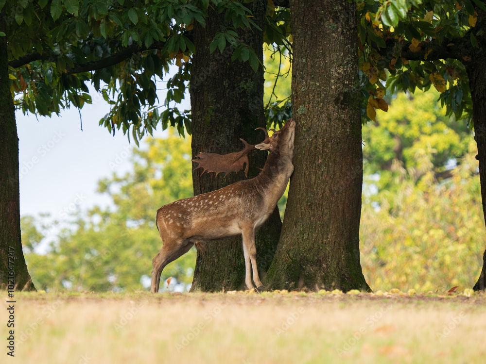 Fallow Deer Buck Scent Marking on a Tree