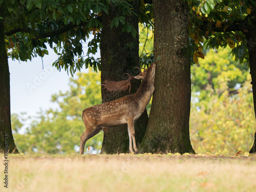 Obraz na płótnie Fallow Deer Buck Scent Marking on a Tree w salonie