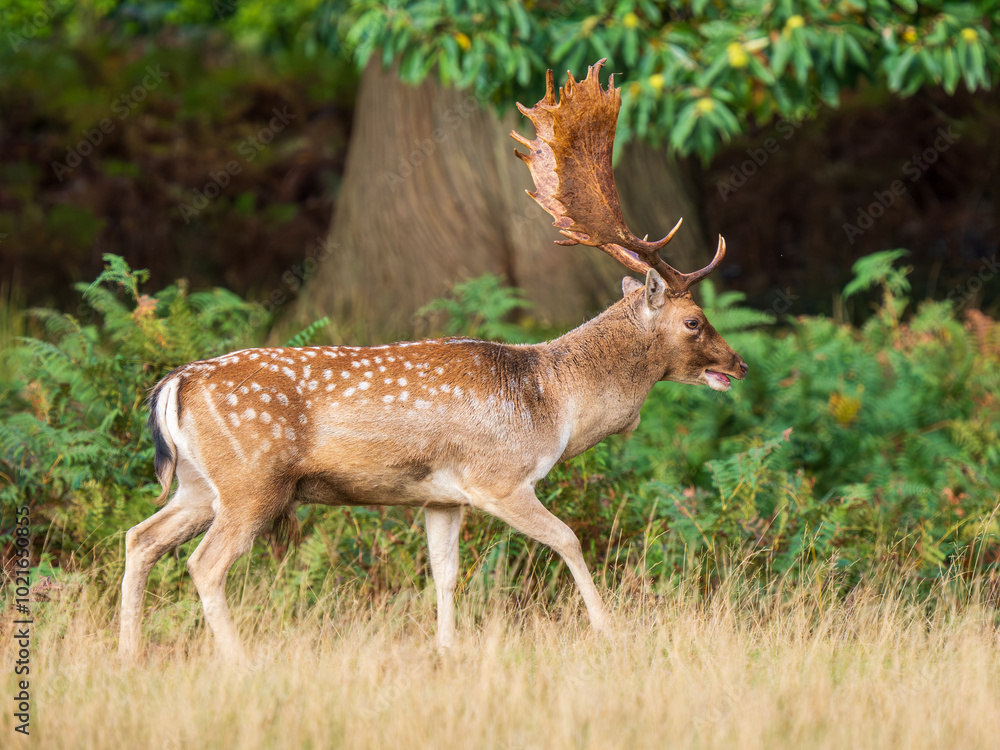 Fallow Deer Buck Walking in Grass Fallow Deer Buck Walking in Grass