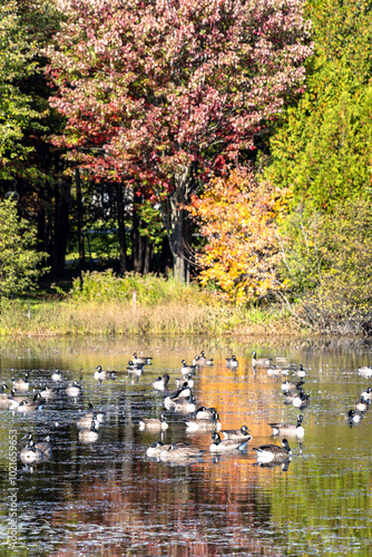 Close view of a group of Canada geese on a pond. Autumn landscape with colorful trees reflecting on water. photo