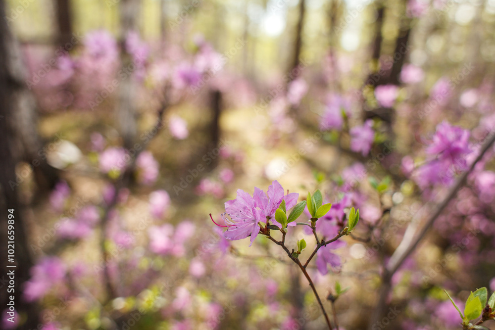 Obraz premium This photograph beautifully captures a blooming branch of Rhododendron in a sunlit forest.