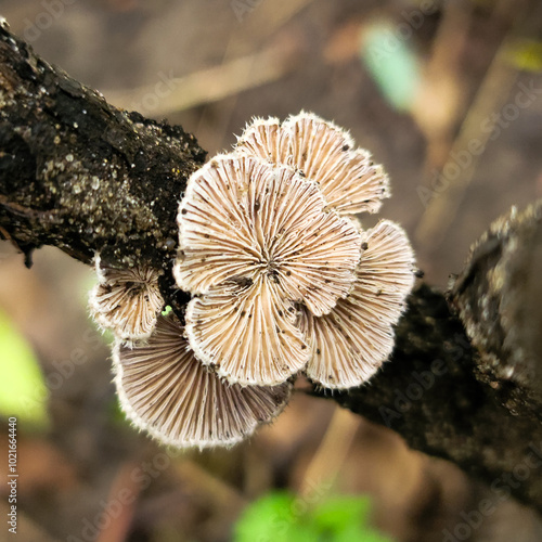 Splitgill Mushrooms photo