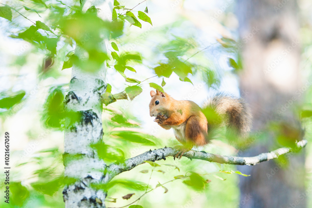 Squirrel clinging to a birch tree Squirrel clinging to a birch tree