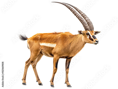 an animal with horns photo