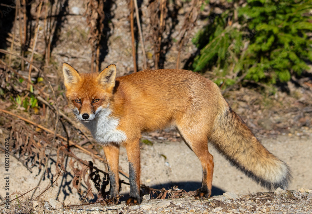 Portrait of a red fox Portrait of a red fox