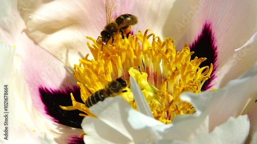 Honey bees on the pink flowers of a tree peony collect honey and pollen, Ukraine