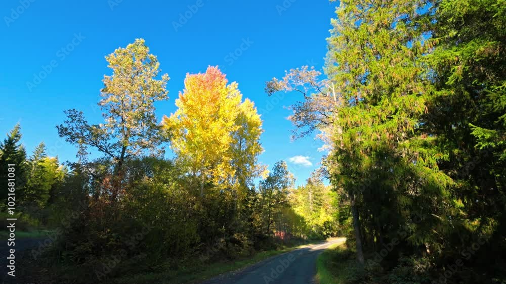 Sunlit autumn trees with vibrant foliage against clear blue sky in forest setting. Sweden. Sunlit autumn trees with vibrant foliage against clear blue sky in forest setting. Sweden.