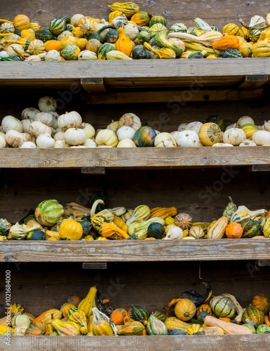 pumpkins for sale at the market photo