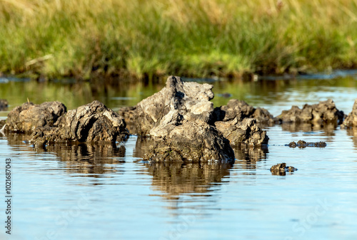 Schlicksedimente in den Salzwiesen