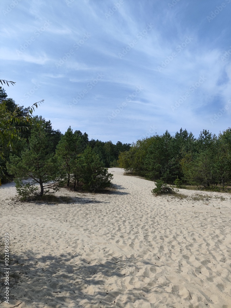 beach and trees, pine tree, sand beach, sky, forest, summer, day beach and trees, pine tree, sand beach, sky, forest, summer, day