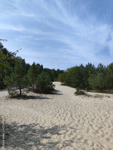 beach and trees, pine tree, sand beach, sky, forest, summer, day