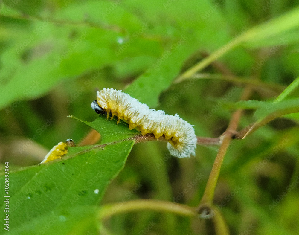 caterpillar on a leaf caterpillar on a leaf