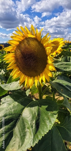 sunflower in the field