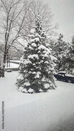 snow covered trees